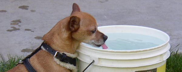 Hond drinkt