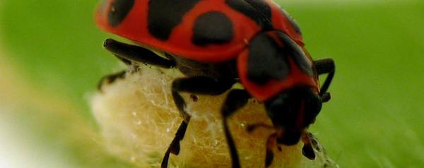 lieveheersbeestje en parasitaire wesp