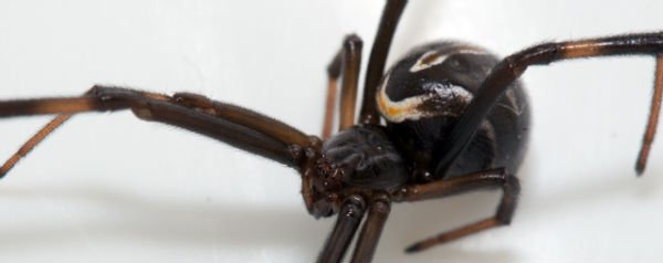 Latrodectus hesperus