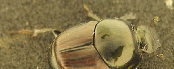 Onthophagus taurus