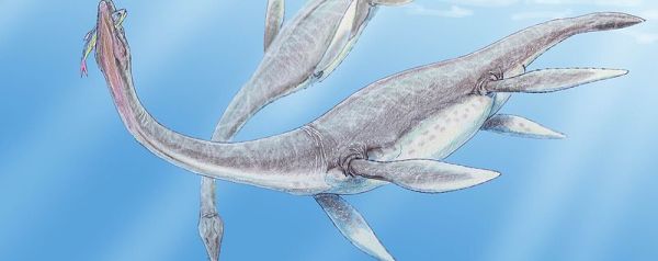 plesiosaurus