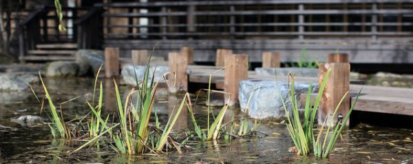 Planten overleven zonder zuurstof door alcohol te verbranden