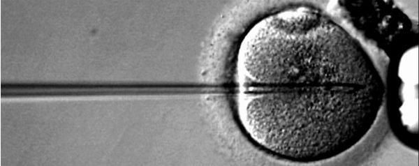 ivf, bevruchting van een eicel