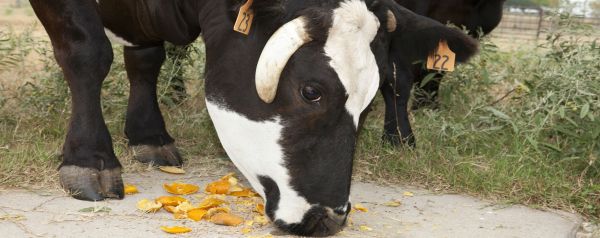 Antibacterieel limoneen uit citrusschillen