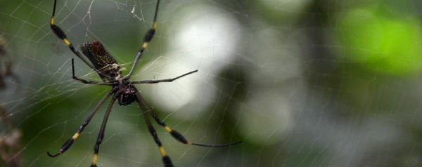 Hersenen van kleine spinnen vullen hun lichaam vrijwel compleet op