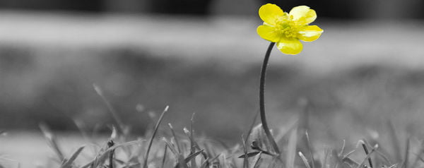 Boterbloemen reflecteren hun goudgele kleur