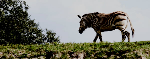 Waarom een zebra gestreept is