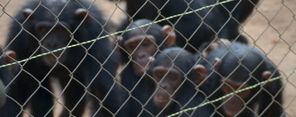 Chimps kennen ook politie