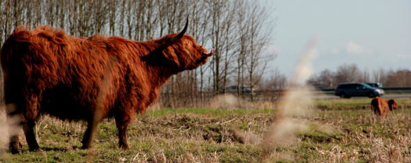 Je achtertuin: Europese graslanden