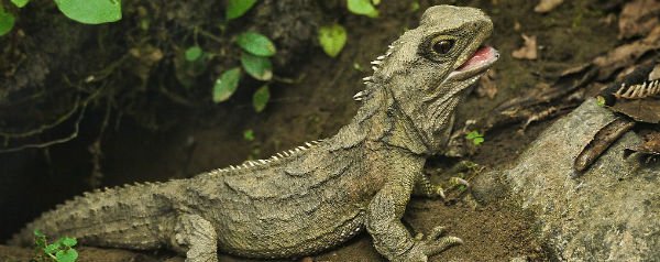 tuatara