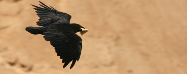 Kraaien hebben relatief grote hersenen