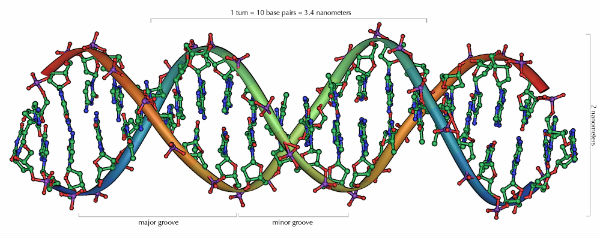 DNA