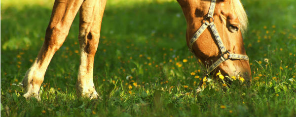 Grazend paard