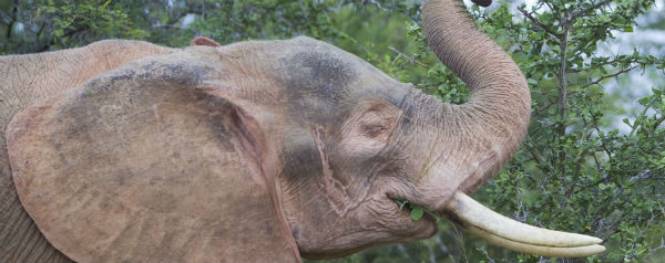 Afrikaanse Olifant