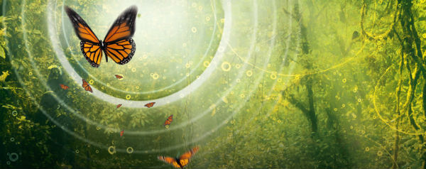 Dvd 'Wonders of life' - banner