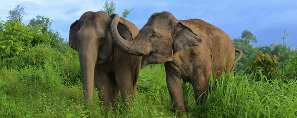 Geruststellende olifant