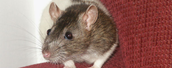 RatRat