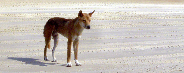 Dingo