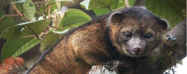 Olinguito