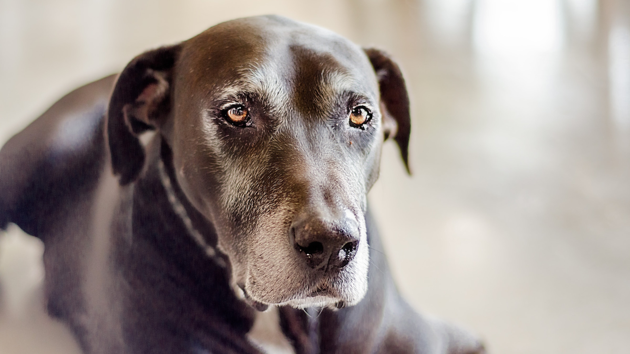 Een oude hond. Heeft hij Alzheimer?