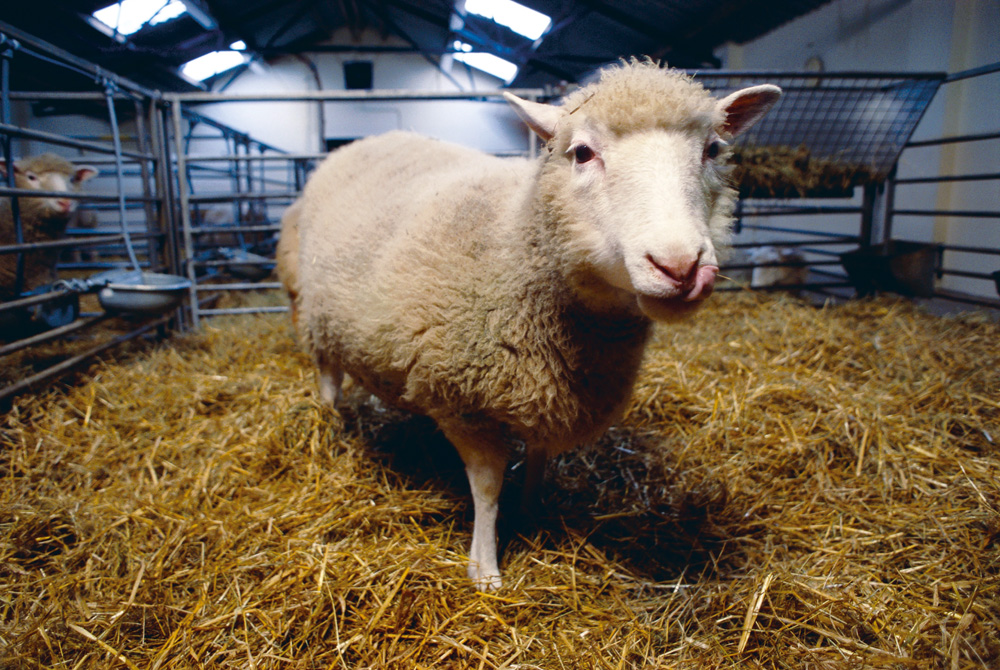 Dolly gekloonde dieren