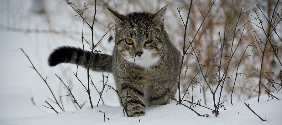 vikingen katten