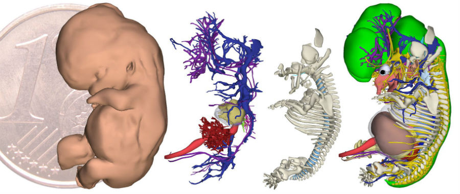 3D-atlas