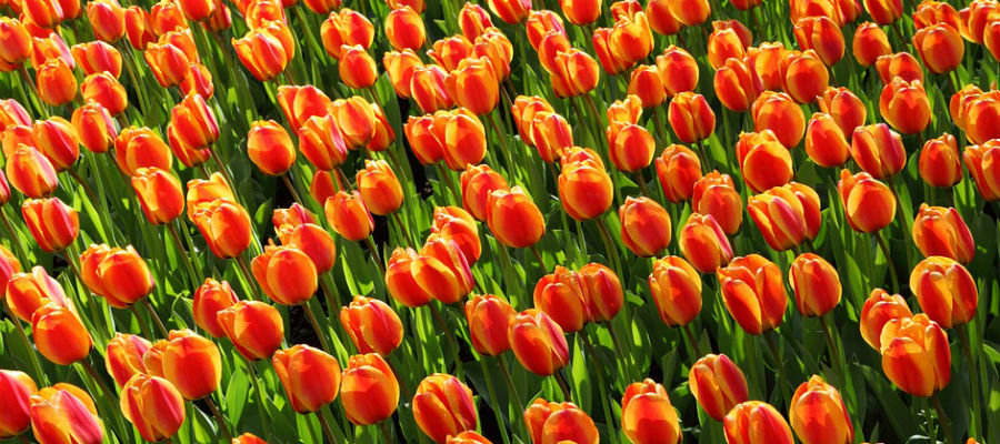 koningsdag