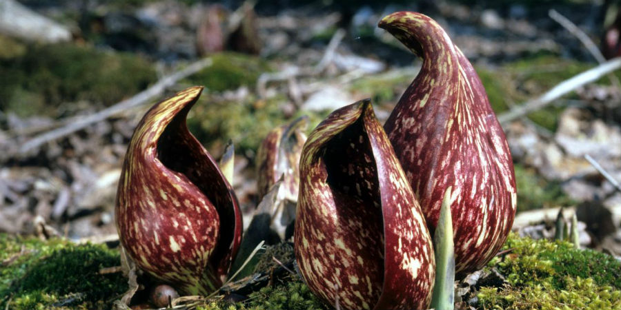 warmbloedige planten