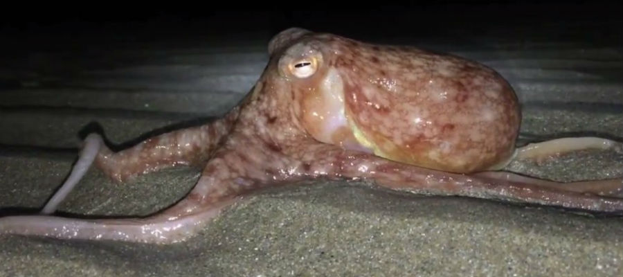 octopussen