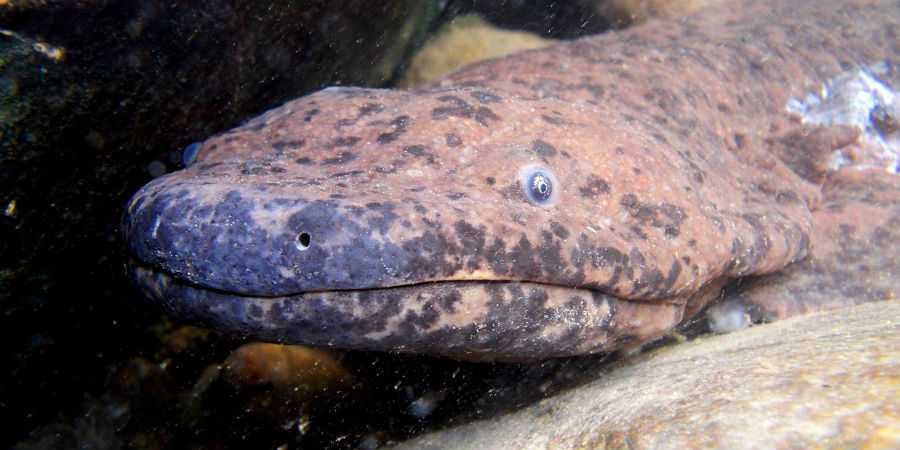 Chinese reuzensalamander