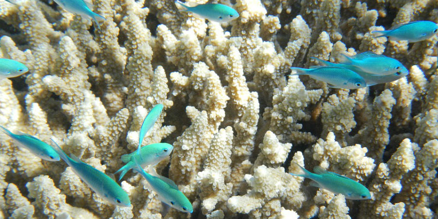 Great Barrier Reef