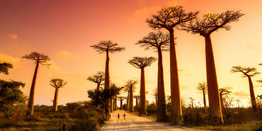 Afrikaanse baobab bomen