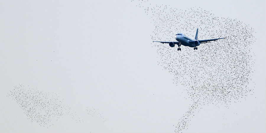 drone vogels luchthaven