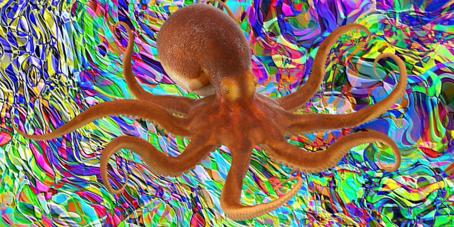 octopus xtc mdma