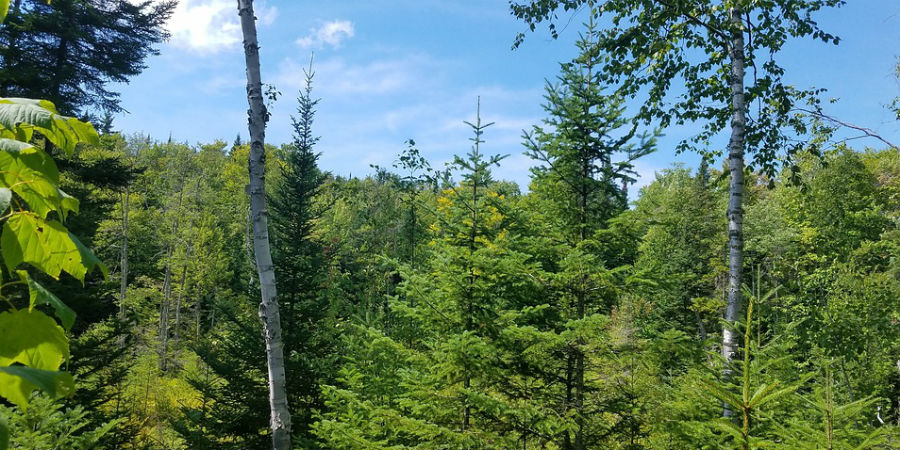 bos aarde bomen ademen