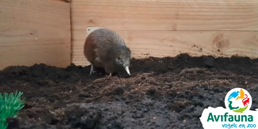 kiwi Avifauna