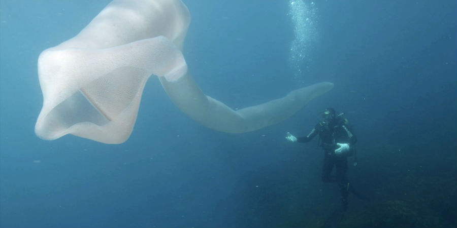 pyrosome