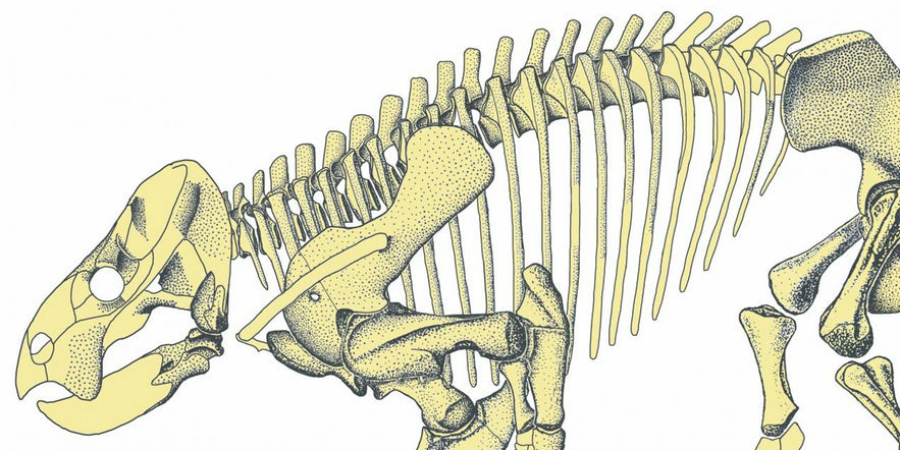 zoogdieren