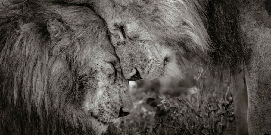 leeuwen Wildlife Photographer of the Year