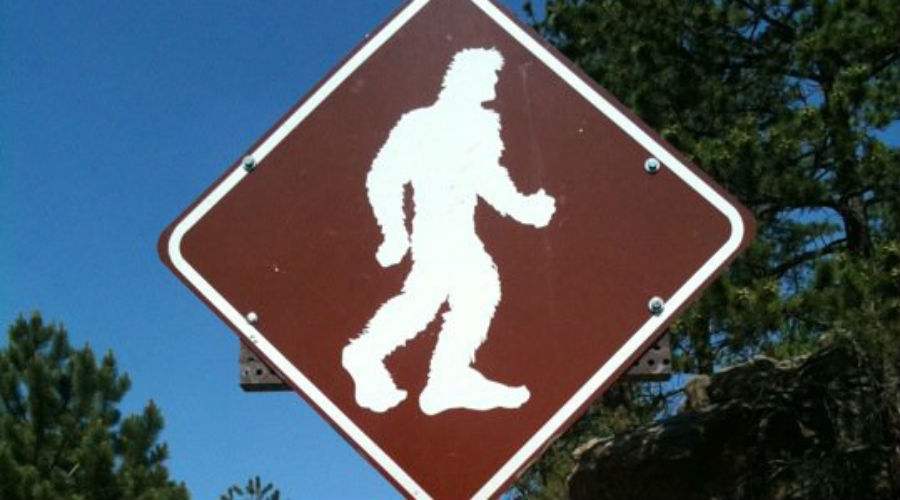 bigfoot sasquatch