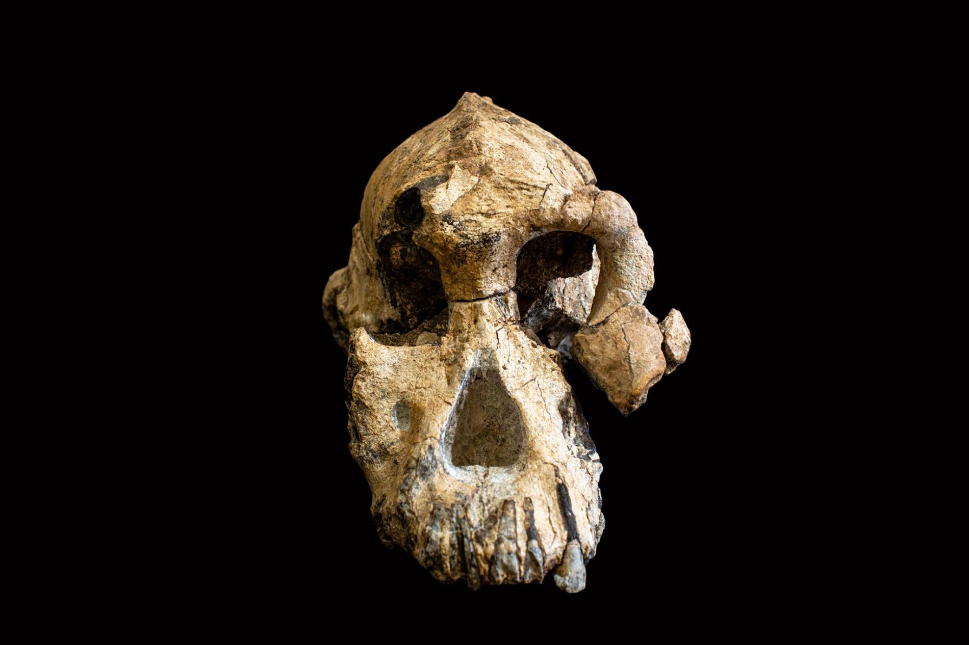 australopithecus