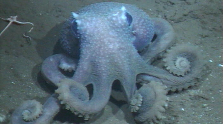 octopussen