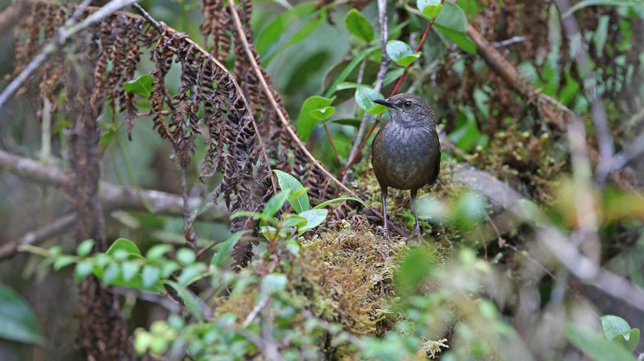 vogelsoorten