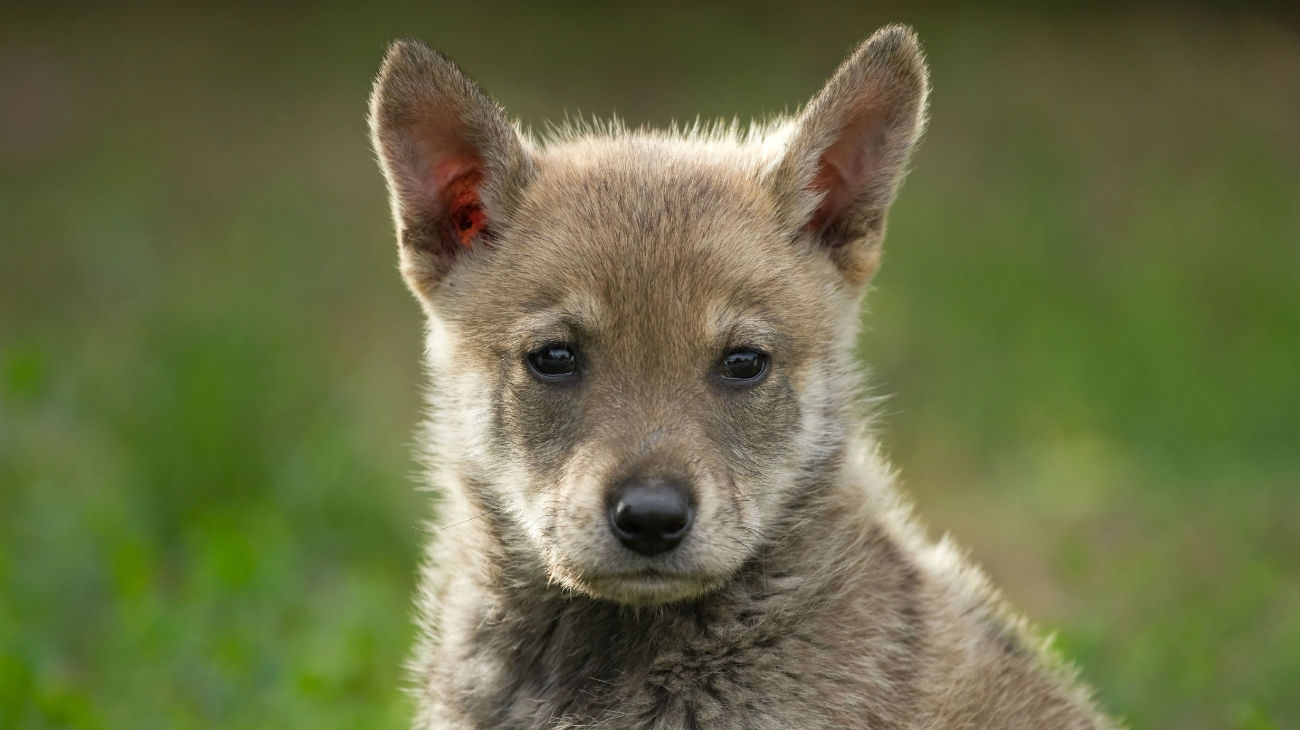 wolvenpup