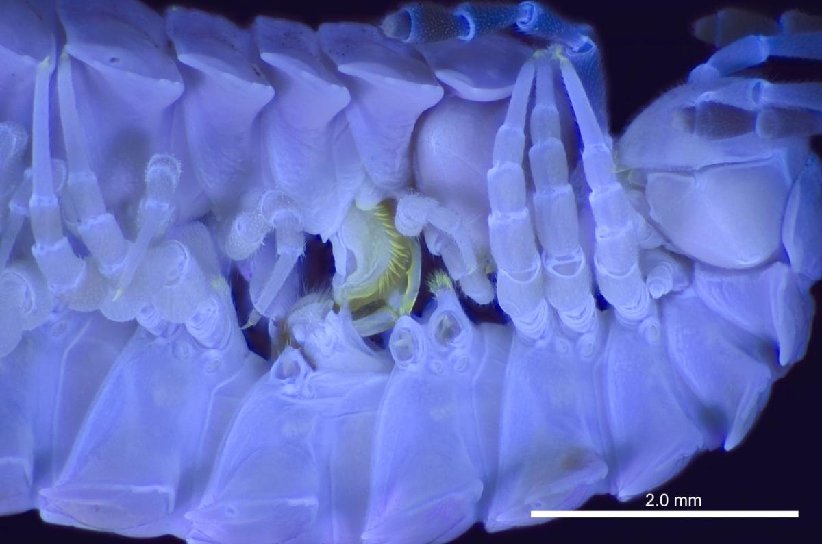 Parende miljoenpotigen,pseudopolydesmus, UV-licht