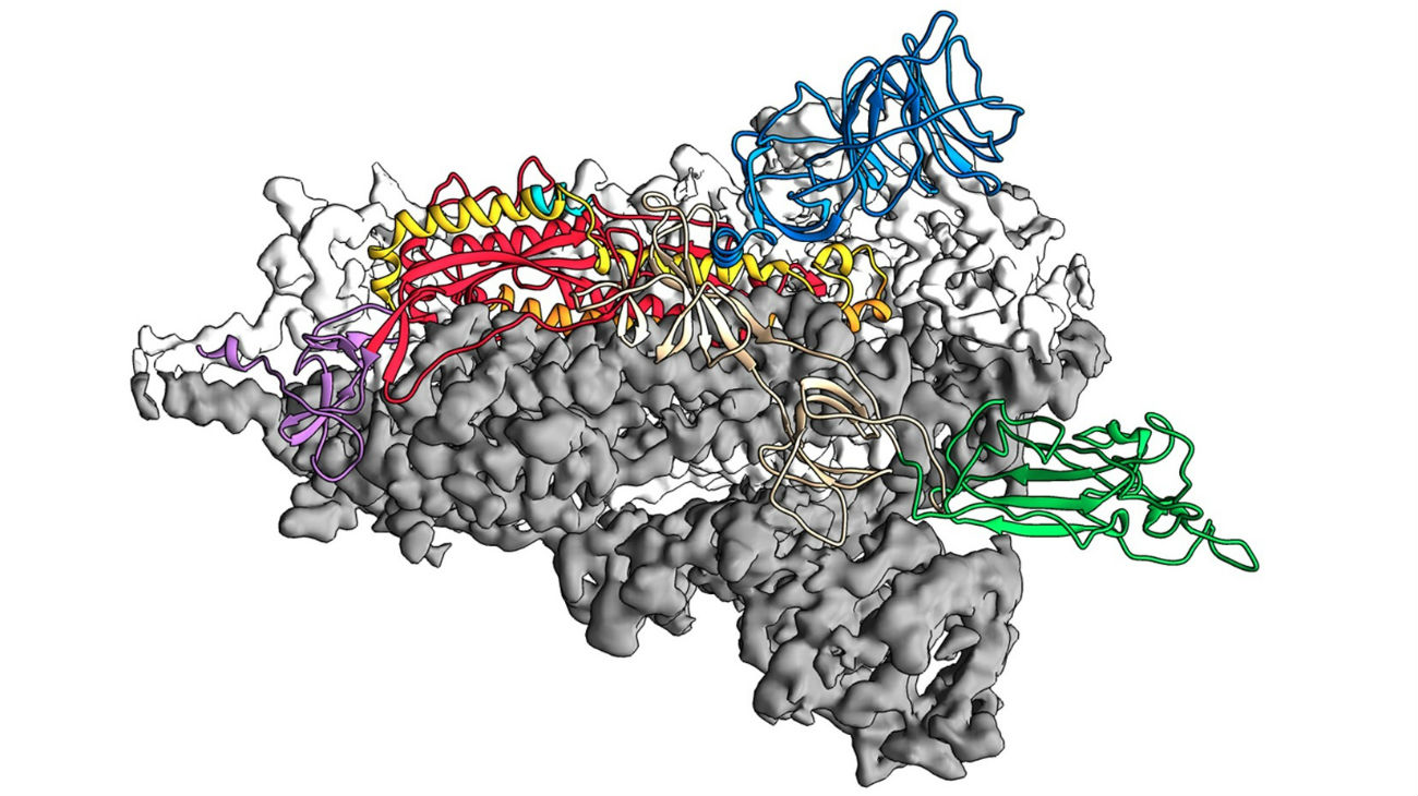 eiwit spike-eiwit coronavirus