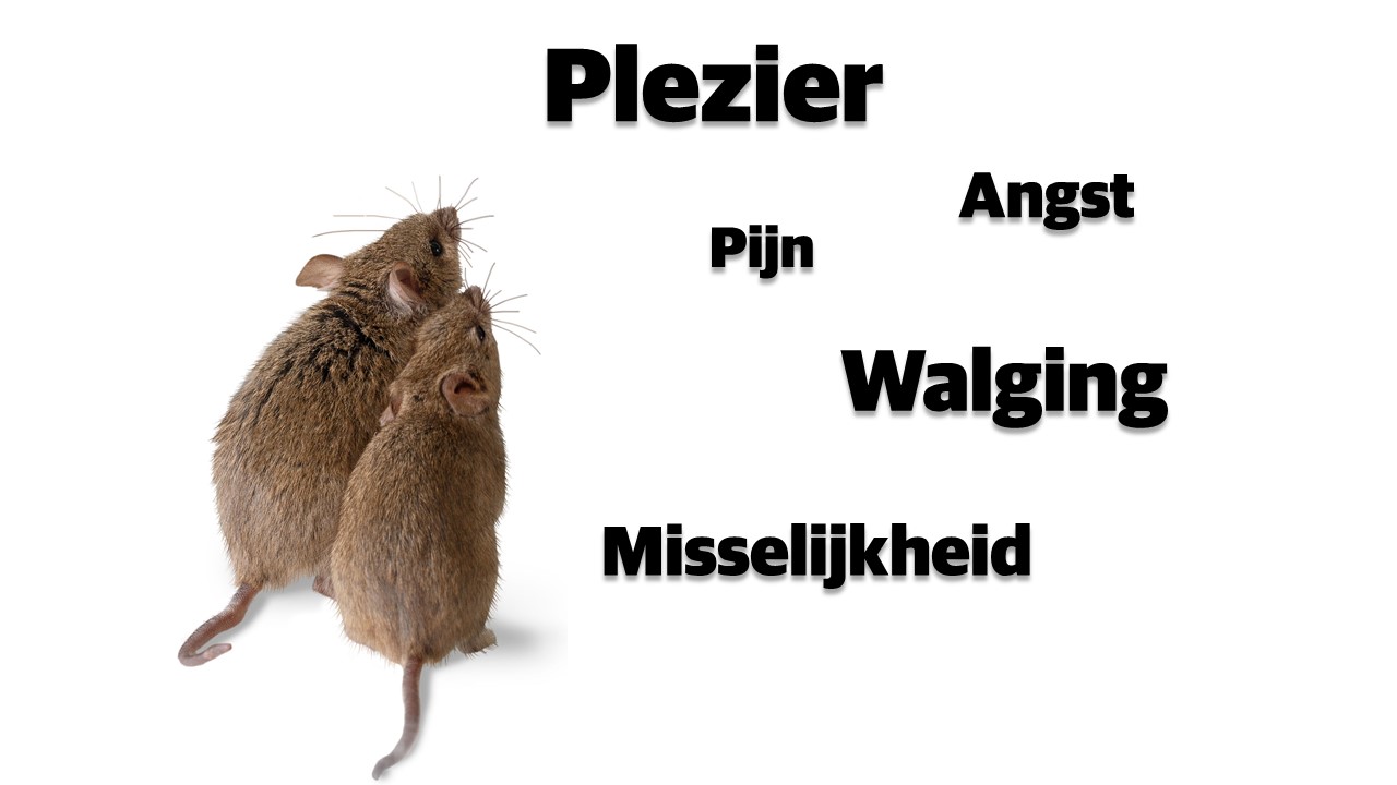 muizen emoties gezichtsuitdrukkingen