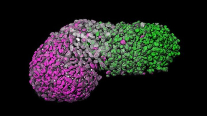 embryo embryomodel gastruloïde