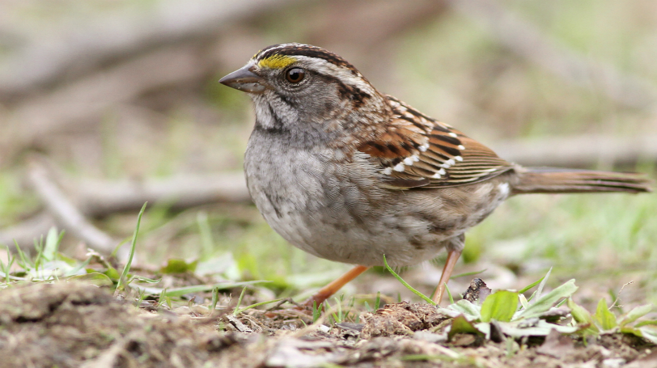 zangvogels